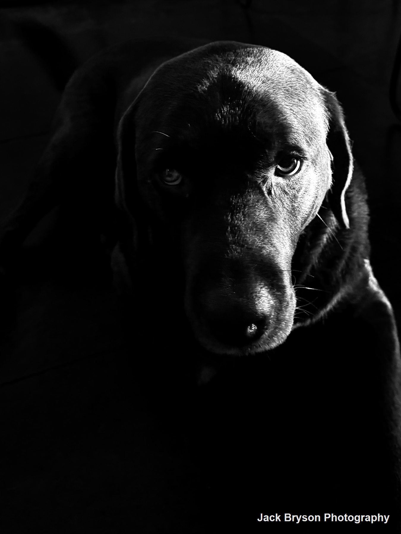 Low-key black and white portrait of a dog