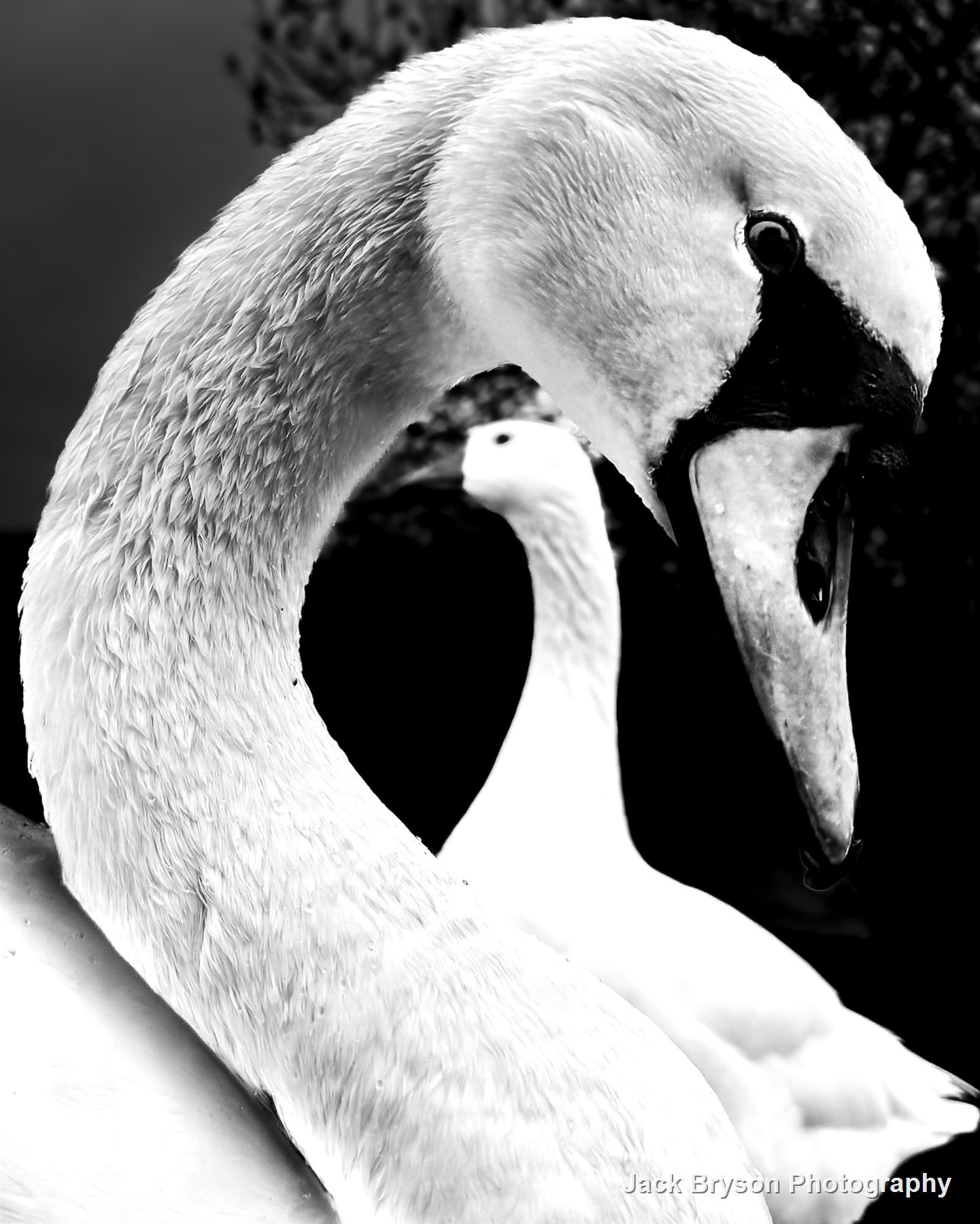 Black and white close-up study of two swans